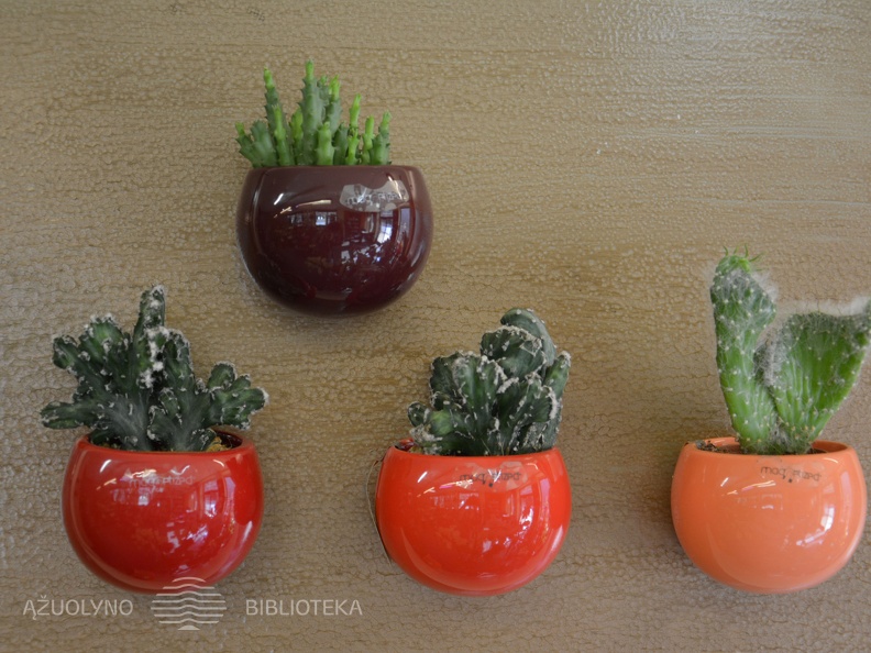 Skaitymai „Pražydęs kaktusas“ floristikos salone „Ryto rasa“